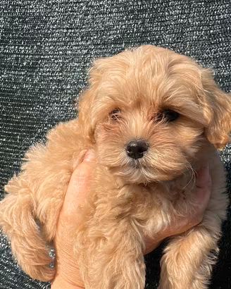 Maltipoo maschietto e femmina