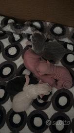 Sphynx