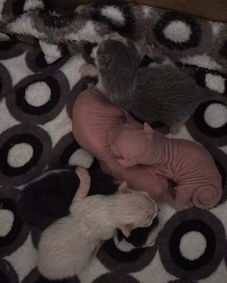 Sphynx