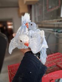 Parrocchetti pappagallini