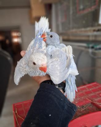 Parrocchetti pappagallini