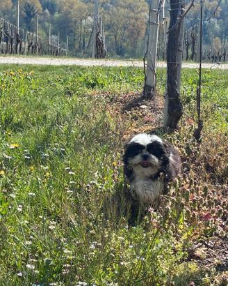Cucciolo shihtzu con pedigree ENCI