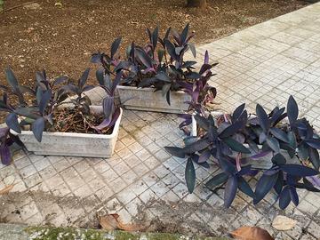 Tre piante in vasi di plastica bianchi