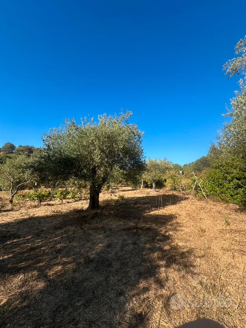 Terreno con ulivetto - Vista 2