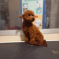 Barboncino 13 mesi maschietto minitoy