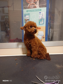 Barboncino 13 mesi maschietto minitoy