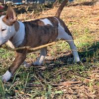 Bull terrier miniature