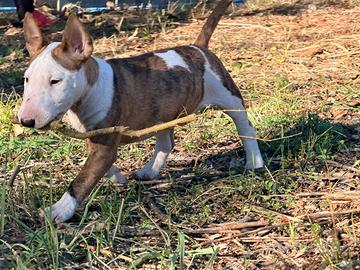 Bull terrier miniature