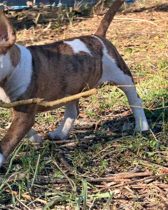 Bull terrier miniature