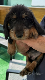 Bassotti a pelo duro