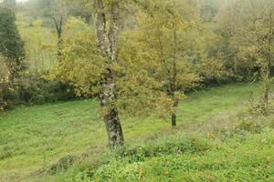 Vicchio 4 vani garage giardino terreno