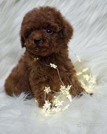 Barboncini toy red pedigree enci