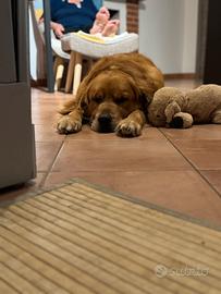 Accoppiamento Golden Retriever Americano