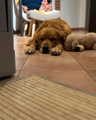 Accoppiamento Golden Retriever Americano