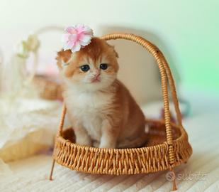 Gattina Scottish fold allevamento pedigree