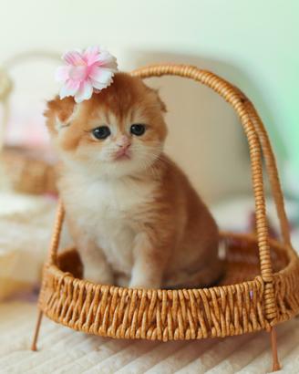 Gattina Scottish fold allevamento pedigree