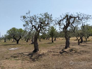 Terreno agricolo
