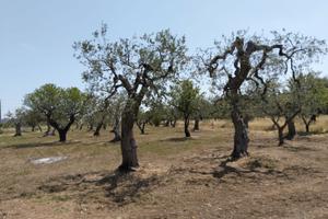 Terreno agricolo