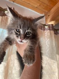 Maine coon cucciola