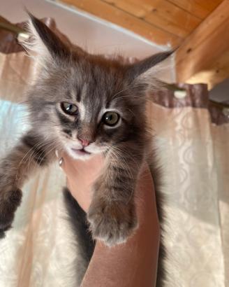 Maine coon cucciola