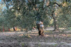 Terreno agricolo via Andria