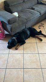 Rottweiler