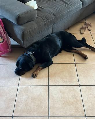 Rottweiler