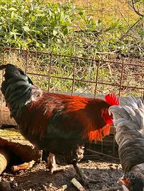 Galli Marans e Amrock di età 8 mesi