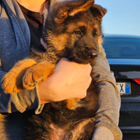 Cucciola Femmina di Pastore tedesco