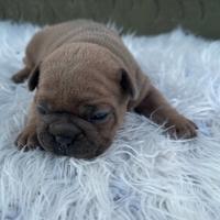 Bulldog francesi blu and tan