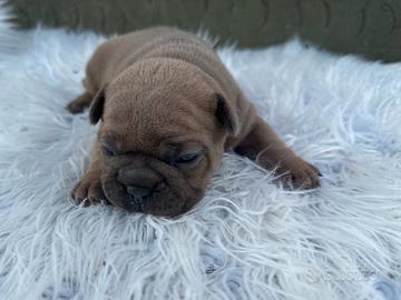 Bulldog francesi blu and tan