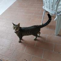 Jimmi gatto 9 mesi
