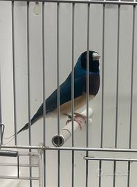Uccellini Diamanti di Gould esotici
