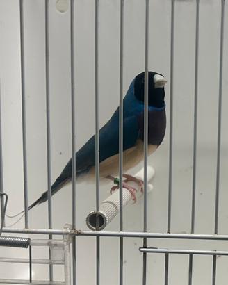 Uccellini Diamanti di Gould esotici