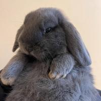 Cucciolo Coniglio Ariete Nano Blu di Vienna