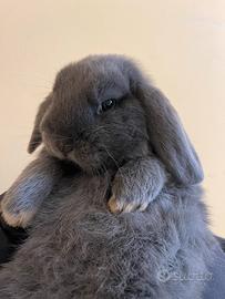 Cucciolo Coniglio Ariete Nano Blu di Vienna