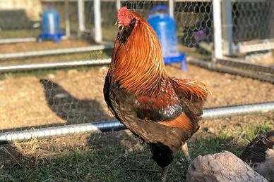 Gallo araucana