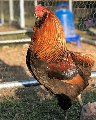Gallo araucana