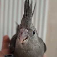 Calopsite allevato a mano