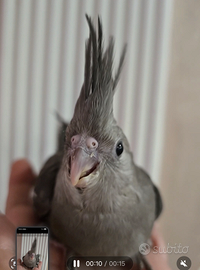 Calopsite allevato a mano