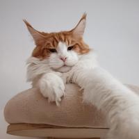 Maine coon per accoppiamento