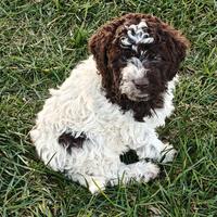 Lagotto Romagnolo CUCCIOLI
