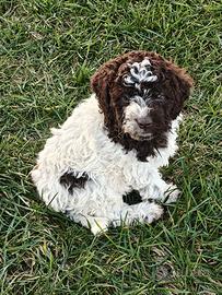 Lagotto Romagnolo CUCCIOLI