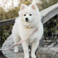 Cane da Monta-Spitz/Pomeranian