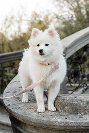 Cane da Monta-Spitz/Pomeranian