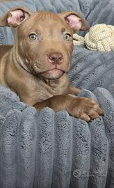 Cucciolo american pit bull terrier red nose
