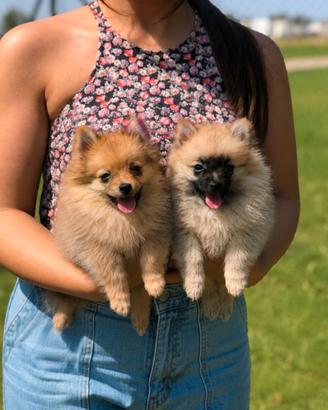 Pomerania possibilità 3 rate