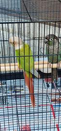 Pyrrhura Molinae + Gabbia Completa ??