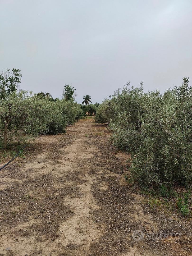 Terreno agricolo uliveto - Vista 2