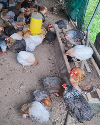 Galline auracana